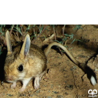 گونه دوپای کوچک Small five – toed jerboa